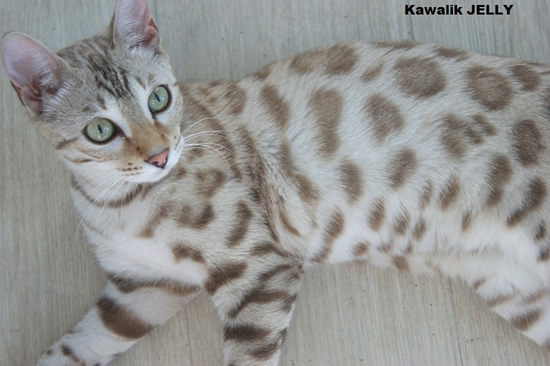 chatte bengal snow mink rosetted